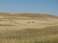 Grasslands in Badlands